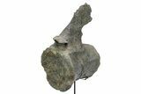 Fossil Sauropod Caudal Vertebra with Metal Stand - Colorado #335454-3